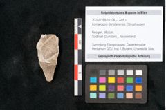 Foto (Objekt + Etikett) von Lomariopsis dunstanensis Ettingshausen (NHMW-GEO-2024-0188-10104)